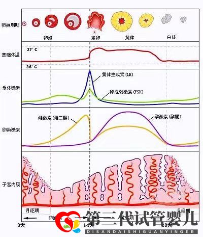 女性雌激素過高會(huì)降低試管移植成功率嗎？女性雌激素多還是少較好(圖2)