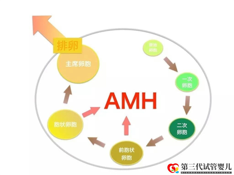AMH是如何影響女性卵子儲(chǔ)備的，對(duì)做試管有影響嗎？(圖1)