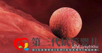 第三代試管最少要幾個囊胚才算穩(wěn)妥,多少個成功率才...(圖3)