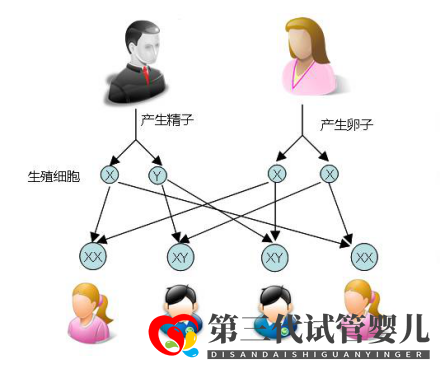 試管嬰兒可以做雙胞胎選性別嗎？(圖1)