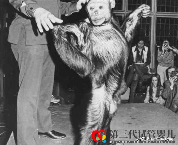 這只黑猩猩已經(jīng)基因突變，差點變成人！它們與人類只差1.2％(圖1)