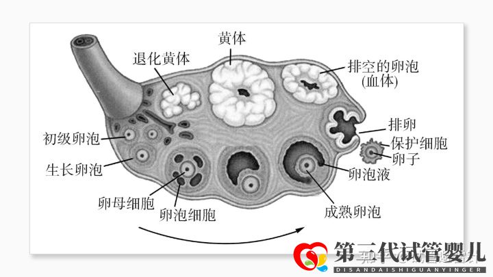 試管嬰兒費用大約多少2022年——最全面的費用詳解(...(圖4) 試管嬰兒費用大約多少2022年——最全面的費用詳解(...(圖4)