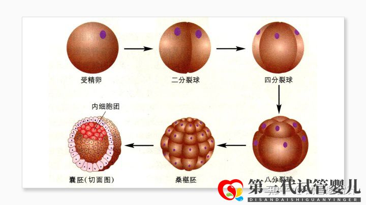 試管嬰兒費用大約多少2022年——最全面的費用詳解(...(圖6) 試管嬰兒費用大約多少2022年——最全面的費用詳解(...(圖6)