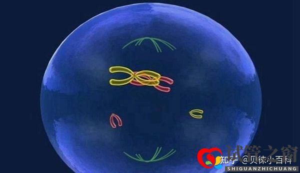 人工授精與試管嬰兒的區(qū)別在哪兒哪個(gè)成功率更大(圖2)