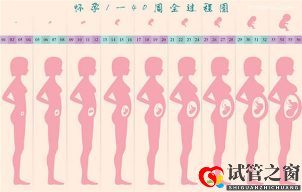 通過(guò)試管嬰兒移植成功后多久會(huì)顯肚子(圖1)