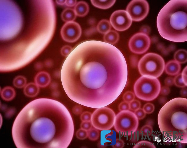 成都第三代試管要取多少卵子才可以成功得到一個(gè)健康的試管寶寶？(圖1)