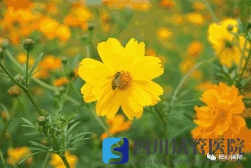 成都秋天做試管嬰兒成功率更高嗎？(圖2)