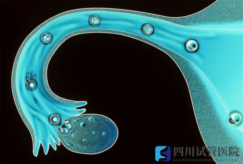 成都試管嬰兒獲卵數(shù)越多，試管嬰兒成功率就越高嗎？(圖1)