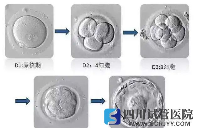 試管嬰兒選取移植胚胎的標準是什么(圖1) 試管嬰兒選取移植胚胎的標準是什么(圖1)