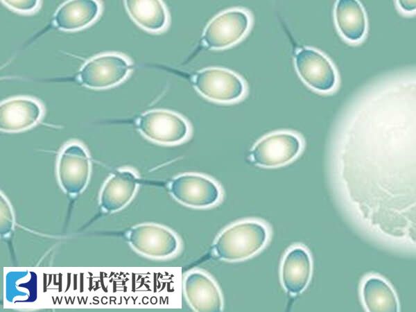 精子質(zhì)量好壞決定懷孕的成功率